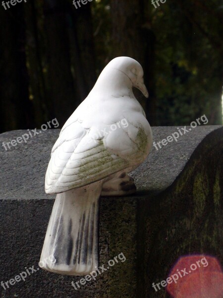 Sadness Death Dove Cemetery Tombstone