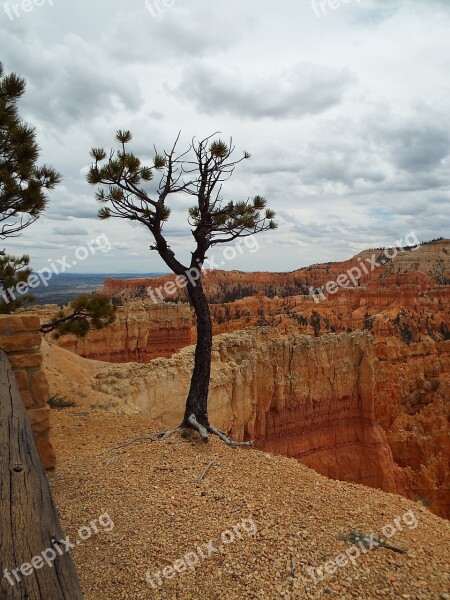 Tree Bryce Canyon Utah Canyon Bryce