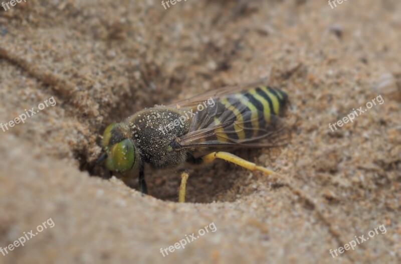 Wasp Animal Sand Insect Nature