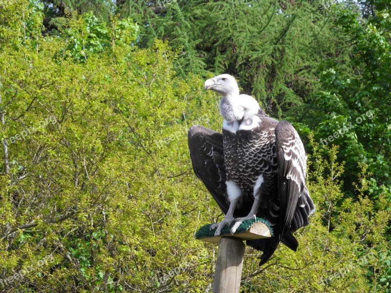 Vulture Bird Wildlife Scavenger Free Photos