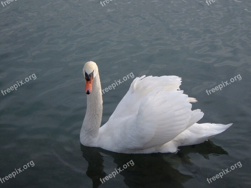 Swan Swimming Water Bird Wildlife