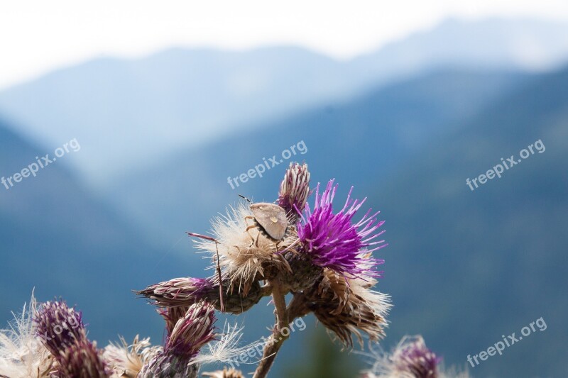 Thistle Blaudistel Leaf Bug Light Brown Prickly