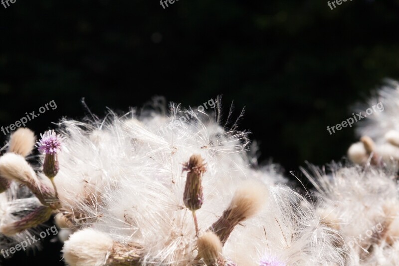 Thistle Blaudistel Blossom Bloom Infructescence