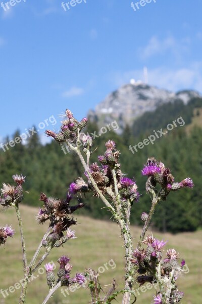 Thistle Blaudistel Prickly Blossom Bloom