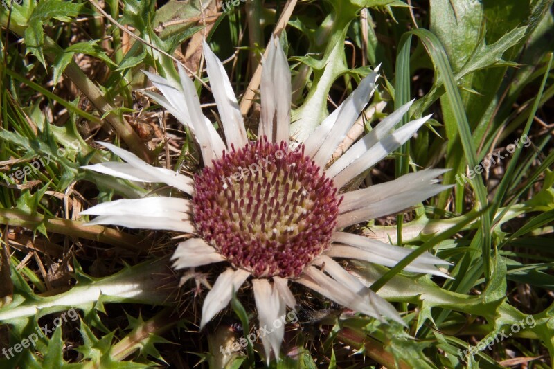 Thistle Silver Thistle Prickly Carlina Acaulis Blossom