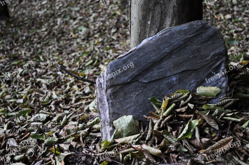 Stone Dreary Foliage Free Photos