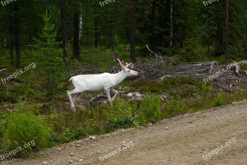 Finland Deer Reindeer Forest Free Photos