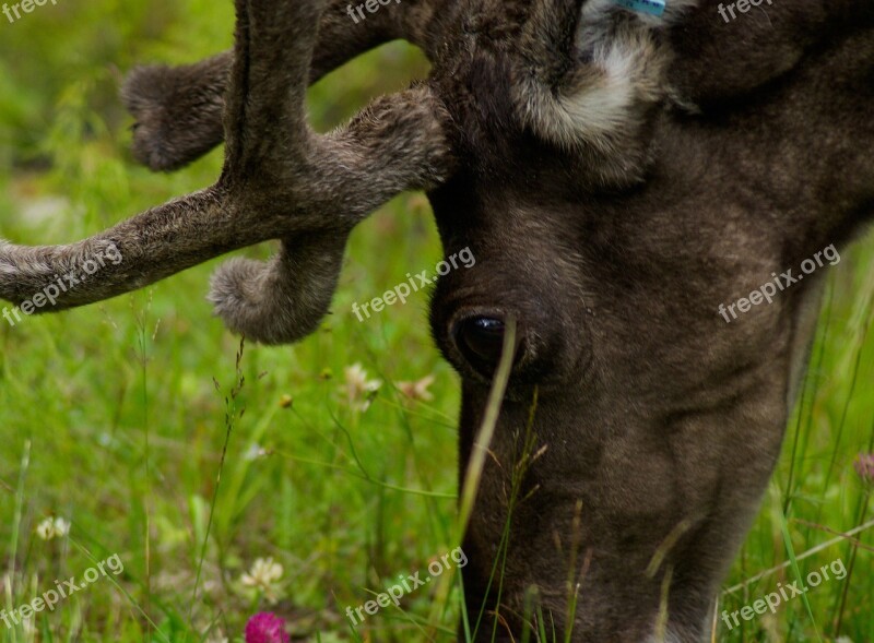 Finland Reindeer Deer Free Photos