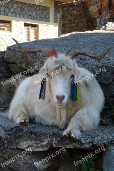 Nepal Tibet Goat Pet Free Photos