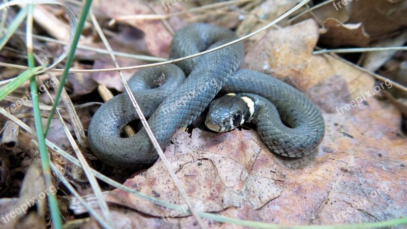 Grass Snake Snake Nature Leaves Young