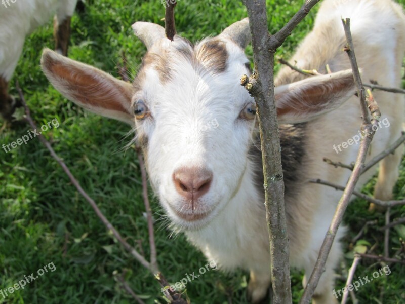 Goat Curious Cute Goat's Head Horned