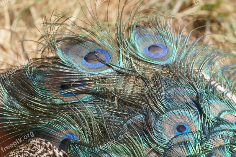 Peacock Feathers Tail Peacock Feather Bird