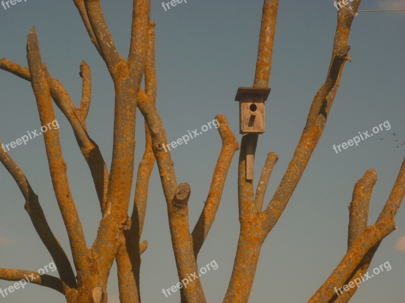 Trees Life Crimea Free Photos