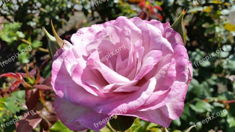 Purple Rose Blossom Purple Rose Floral