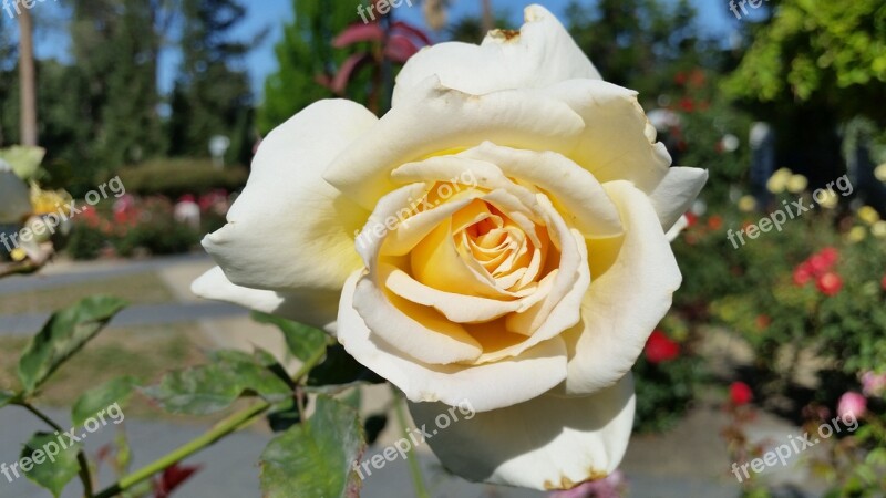 White Rose Rose Flower Nature White