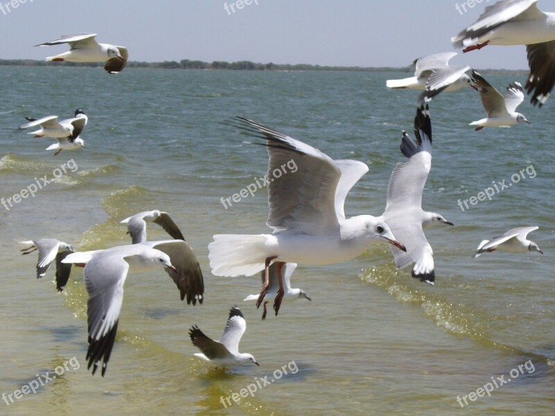 Birds Seagulls Sea Ave Wings