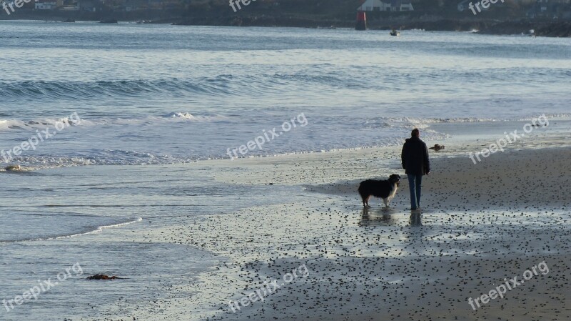 Man And Dog Man On The Beach Dog On Beach Free Photos