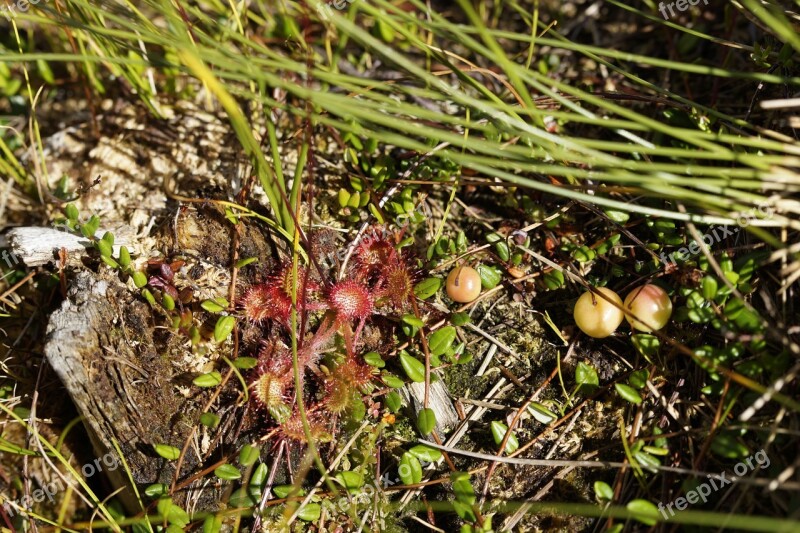 Sundew Drosera Tentacles Plant Carnivore