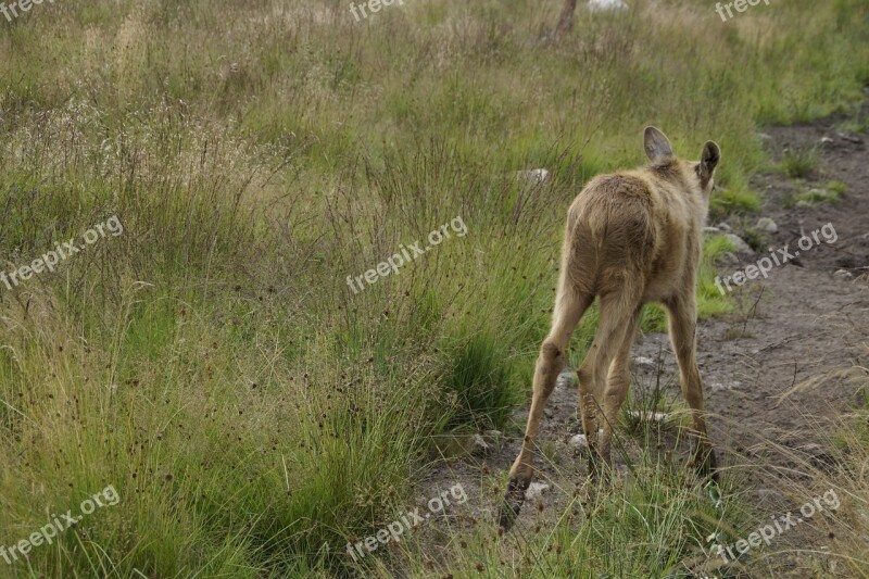 Young Animal Moose Moose Child Sweden Young