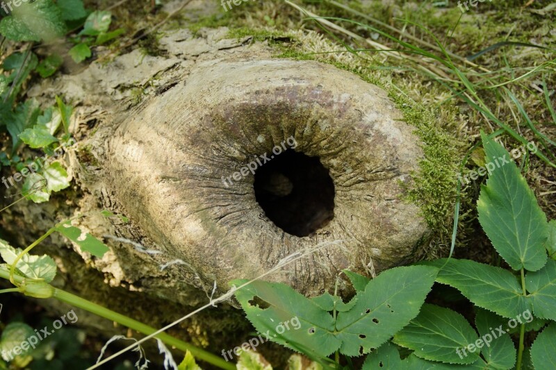 Branch Knothole Cave Asthöhle Tree Cave