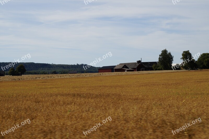 Farm Cornfield Golden Yellow Golden Ripe