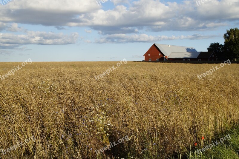 Farm Cornfield Field Cereals Nature