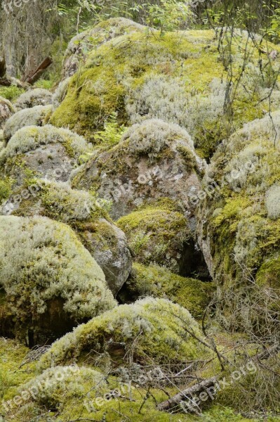 Moss Weave Nature Stone Vegetation