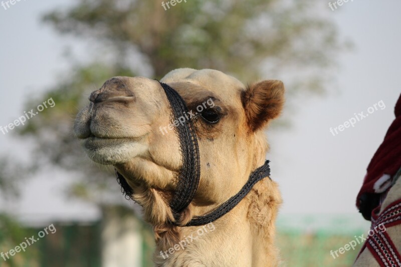 Camel Animal Zoo Animal Portrait Free Photos