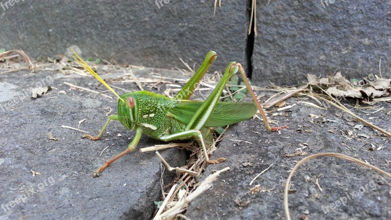 Quentin Chong Taiwan's Big Locust Green Free Photos