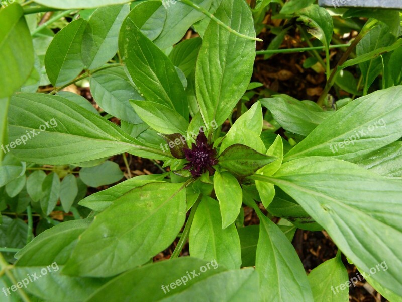 Ocimum Basilicum Basil Thai Basil Sweet Basil Food