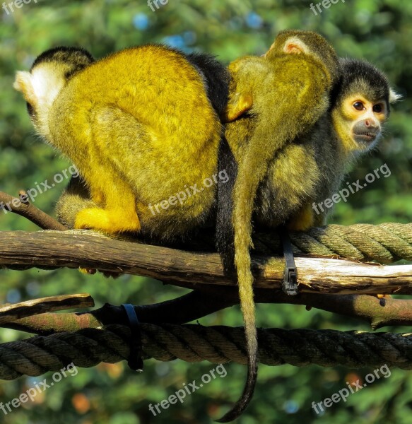 Ape Capuchins Cute Young Young Animal