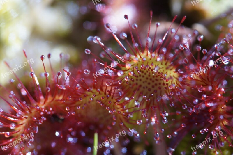 Sundew Carnivore Plant Sticky Droplets