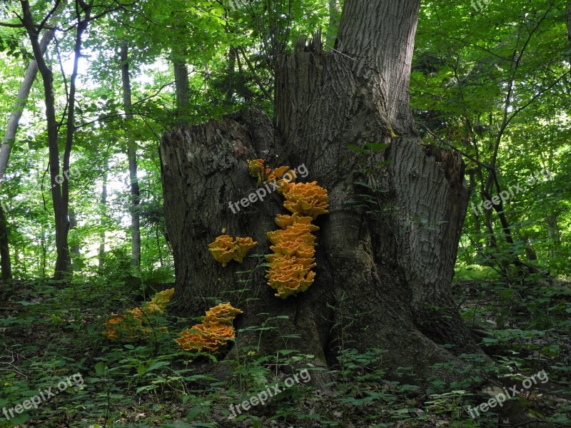 Fungus Stump Woods Orange Trees