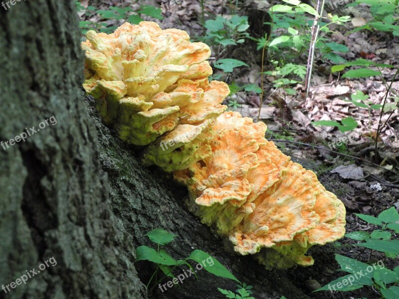 Fungus Bark Tree Nature Free Photos