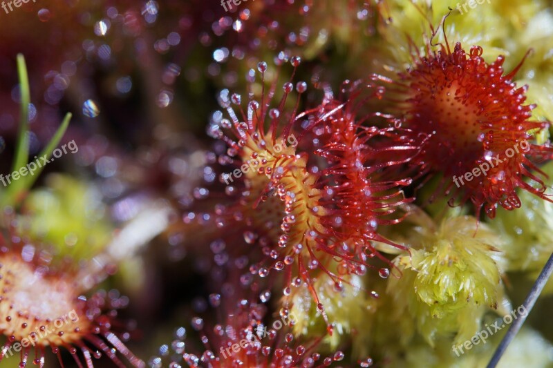 Sundew Carnivore Plant Sticky Droplets