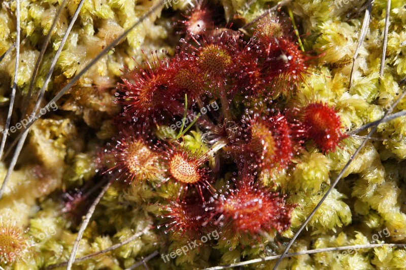 Carnivore Sundew Plant Sticky Droplets