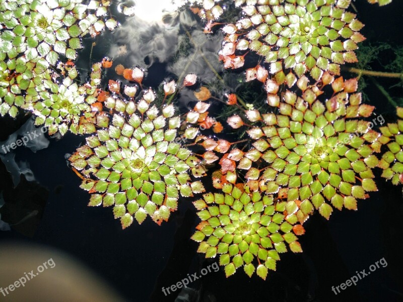 Reflection Water Leaves Puzzle Pieces