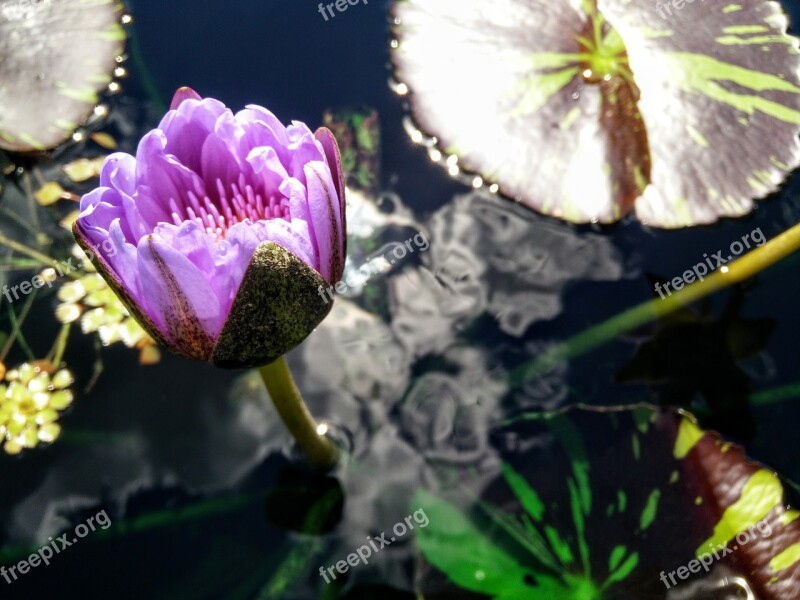 Lily Lily Pad Bloom Water Nature