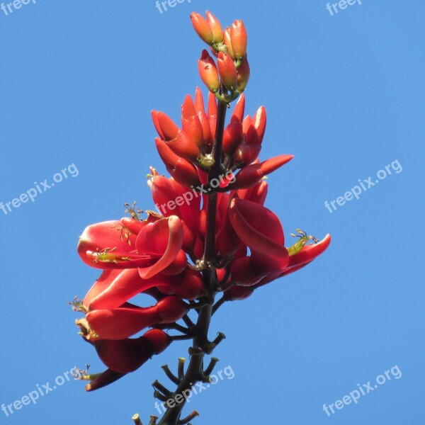 Red Flower Blue Sky Nature