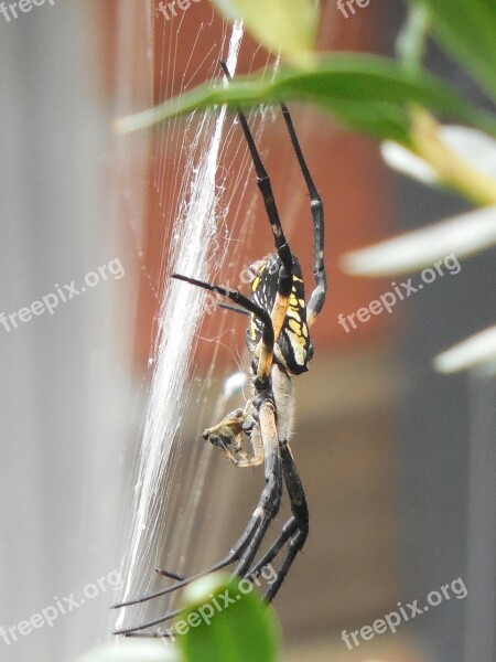 Spider Web Nature Net Insect