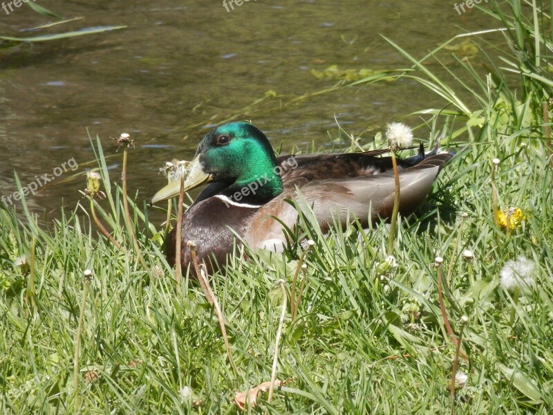 Duck Mallory Bird Fowl Wildlife