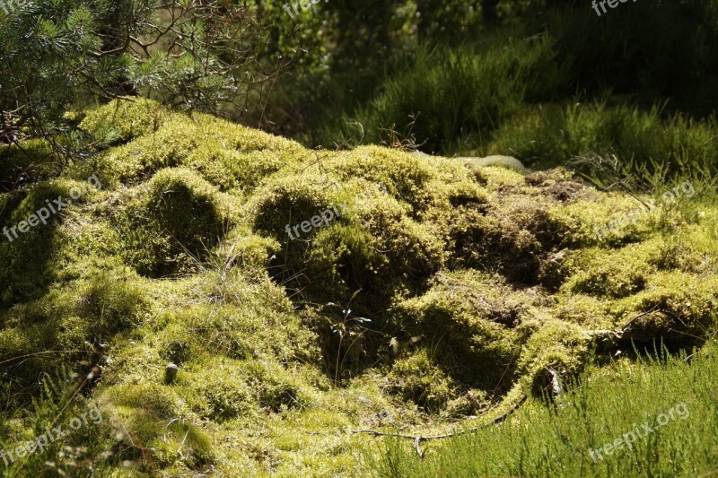 Moss Mossy Bemoost Ground Vegetation Vegetation