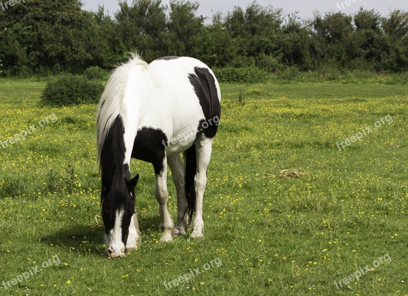 Horse Pony Grazing Animal Mammal