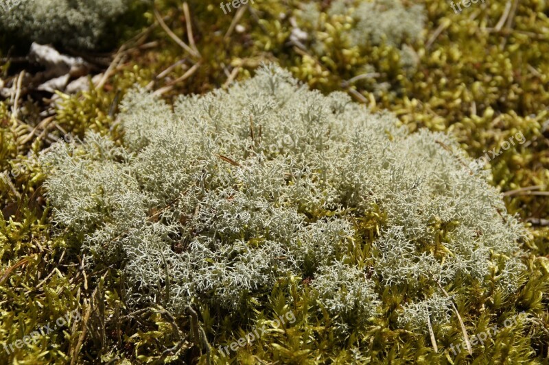 Lichen Moss Fouling Plant Nature