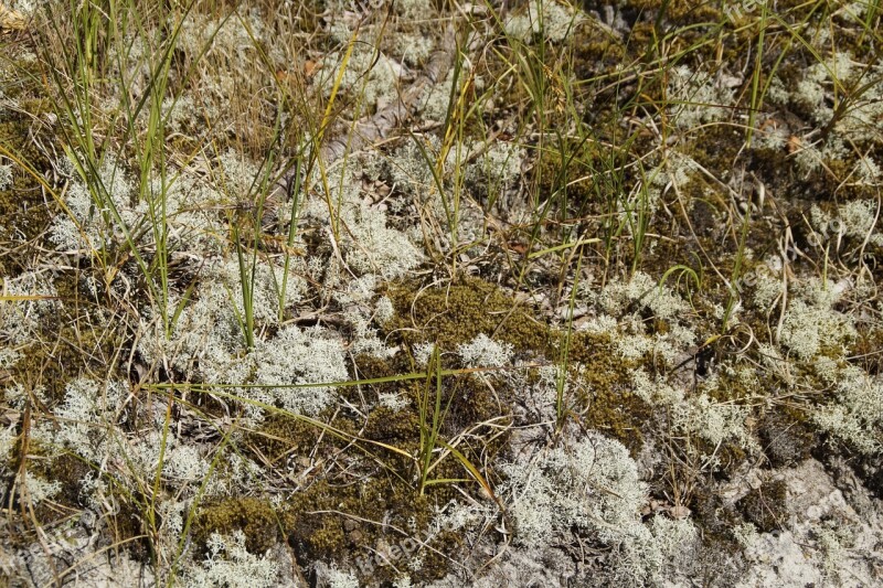 Dune Fouling Weave Sandy Dune Vegetation