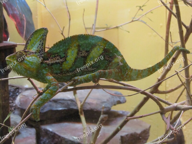 Chameleon Lizard Green Reptile Wildlife