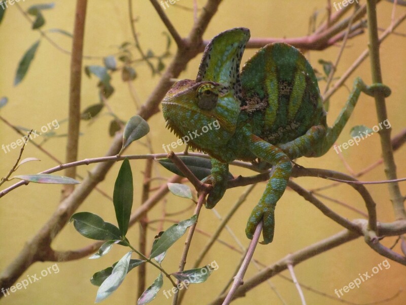 Chameleon Lizard Branches Animal Green