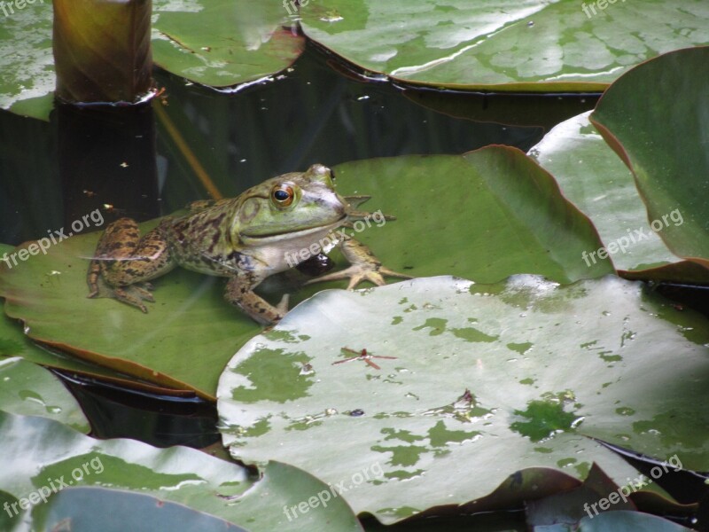 Frog Water Lily Pad Amphibian Animal