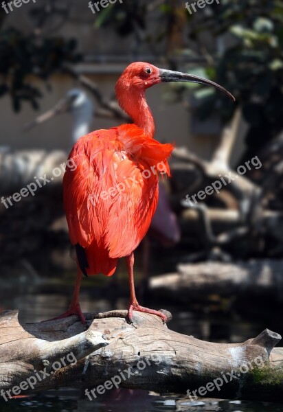 Ibis Red Bird Valence Animal