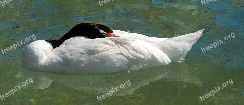 Black-necked Swan Bird Sleep Nature Animals